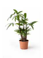 Raphis Excelsa 60-75cm